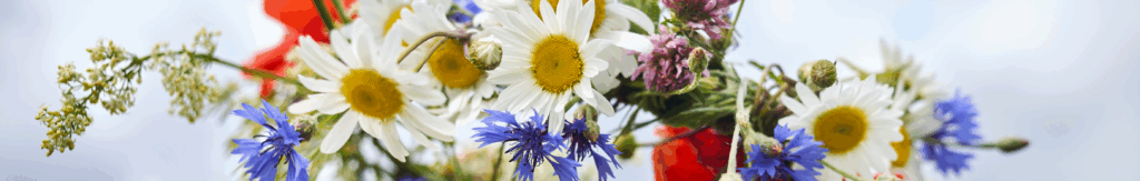 Summer Solstice Festival